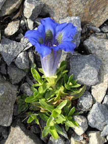 Gentiana occidentalis